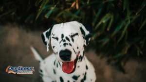 How to Train a Dog to Respond to Its Name Anywhere