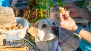 How to Train a Dog to Respond to Its Name Anywhere