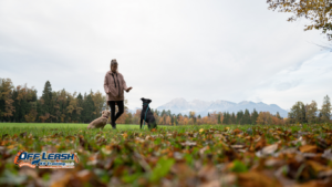 How to Train Your Dog to Pay Attention Outdoors