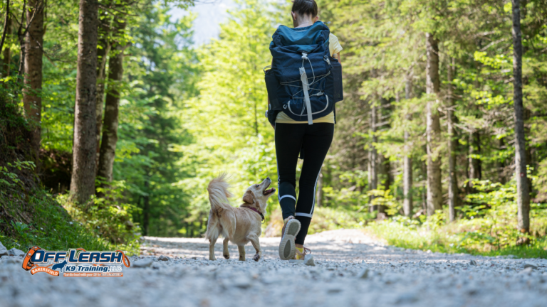 How to Train Your Dog to Pay Attention Outdoors