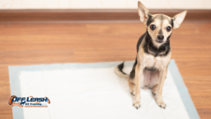 How to Teach Your Dog to Settle on a Mat