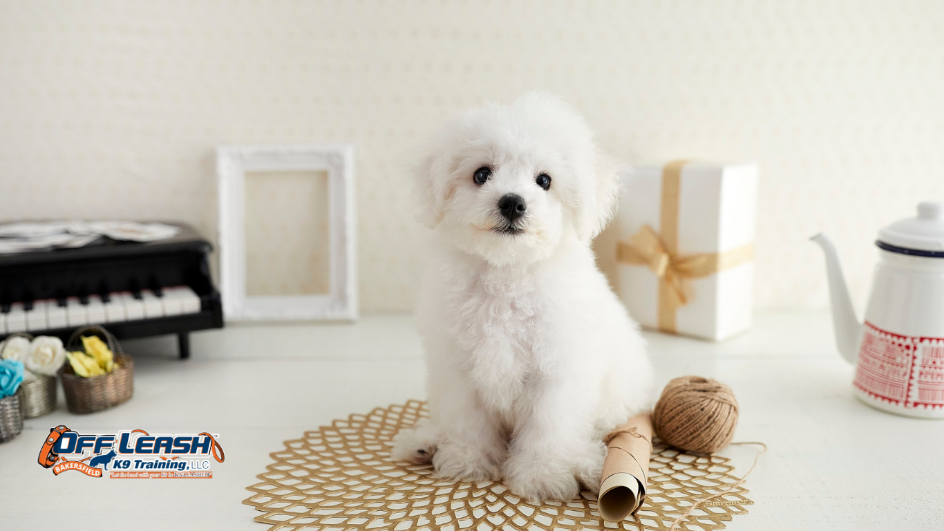 How to Teach Your Dog to Settle on a Mat