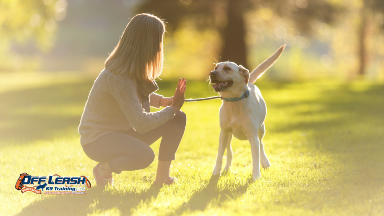 How to Train a Dog to Stay Calm During Household Activity