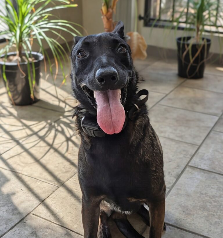 Roxy | Belgium Malinois | Bakersfield, CA