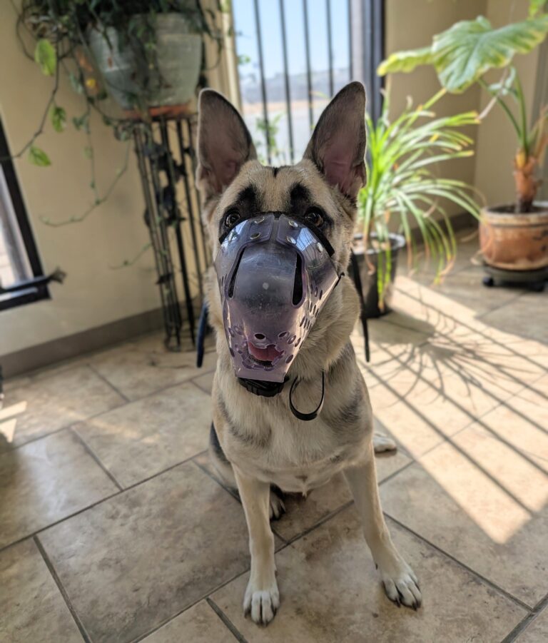 Sheppie | German Shepherd | Bakersfield CA