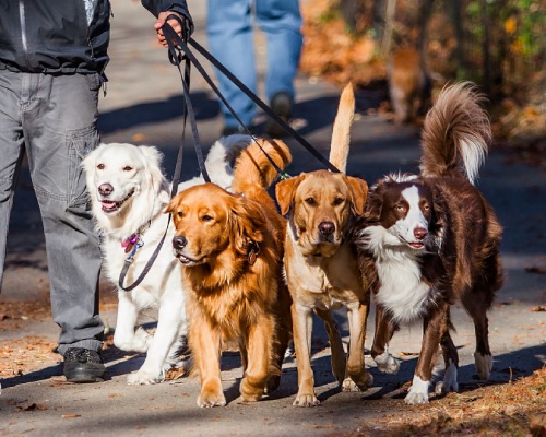 group of dogs with on leash with trainer