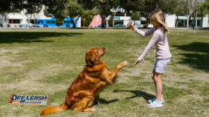 How to Build Stronger Communication Between You and Your Dog