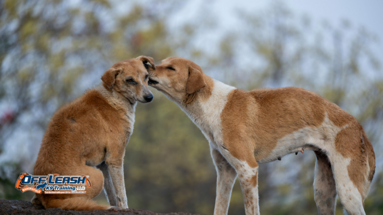 How to Build Stronger Communication Between You and Your Dog