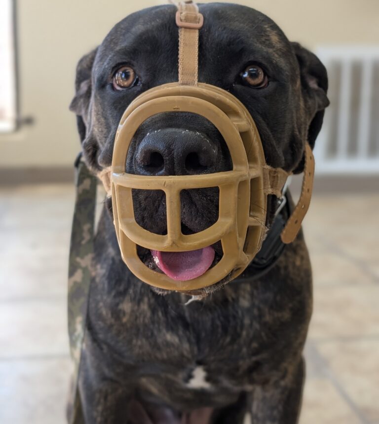 Shadow | Cane Corso | Bakersfield, CA