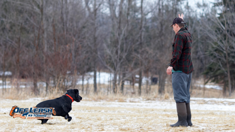 How to Teach Your Dog to Follow Directions Without Being Physically Guided