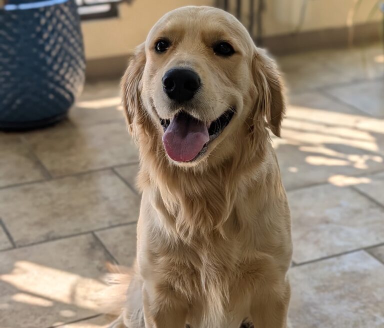 Buddy | Golden Retriever | Bakersfield, CA