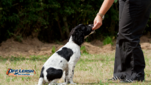 How to Train Your Dog to Handle Excitement Without Losing Control