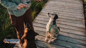 How to Train Your Dog to Handle Excitement Without Losing Control