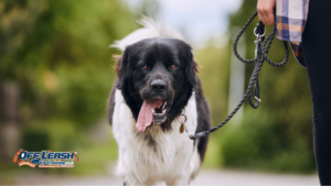 How to Train Your Dog to Stay Connected With You on Walks