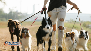 How to Train Your Dog to Stay Connected With You on Walks