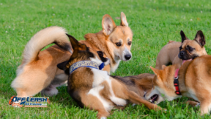 How to Teach Your Dog to Switch From Play Mode to Calm Mode
