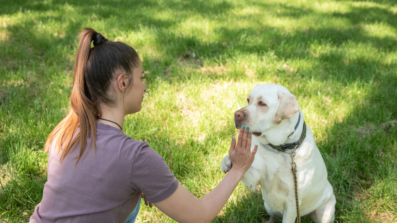 How to Teach Your Dog to Switch From Play Mode to Calm Mode