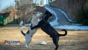 Why Dogs Become Less Responsive When Their Environment Changes