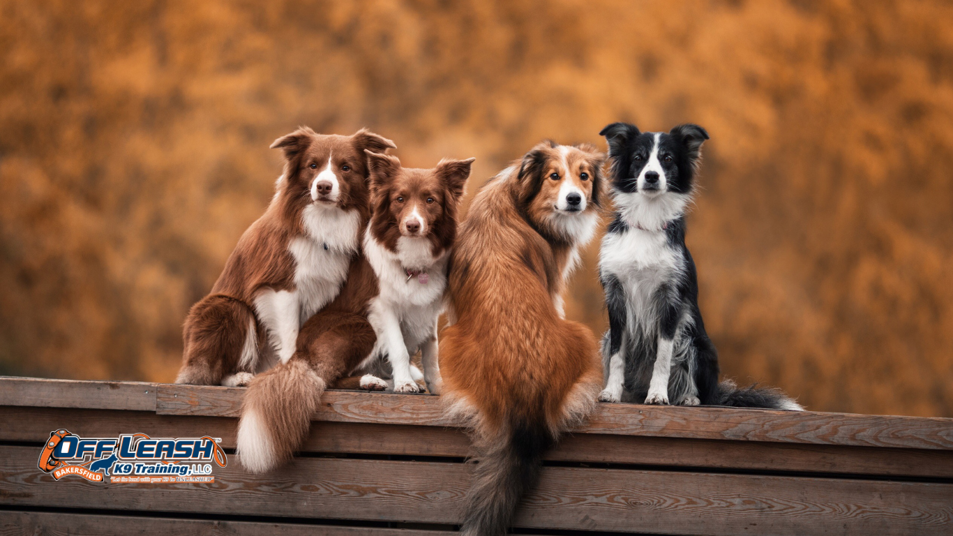Why Dogs Become Less Responsive When Their Environment Changes
