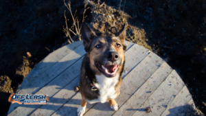 How to Teach Your Dog to Move Away From Something Tempting