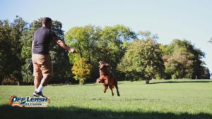 How to Teach Your Dog Better Self-Control During Everyday Activities