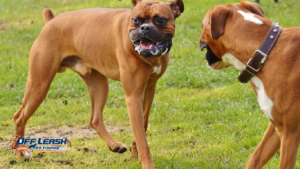 How to Train Your Dog to Stay Calm When Another Person Approaches
