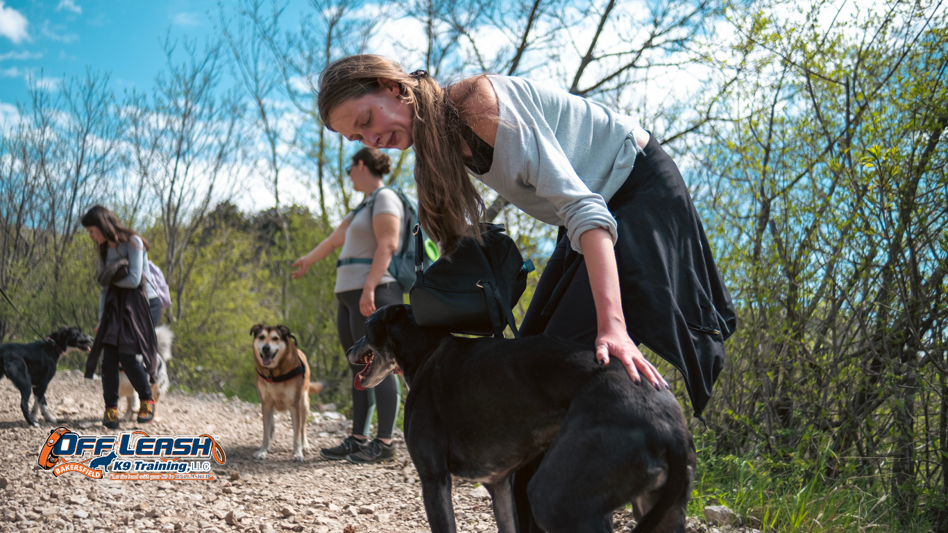 How to Train Your Dog to Stay Calm When Another Person Approaches