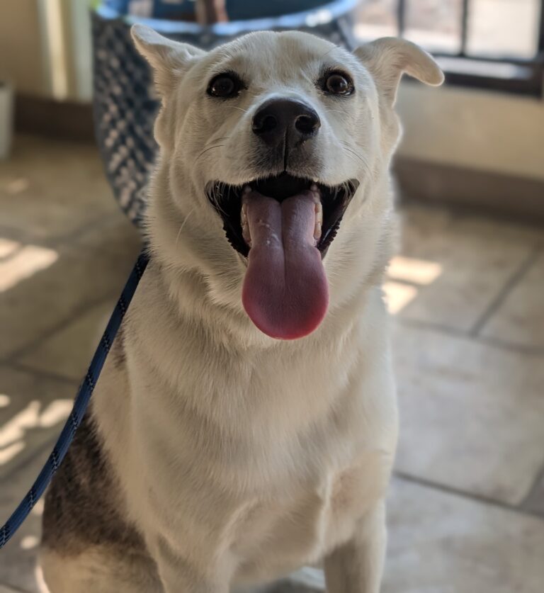 Nova | Siberian Husky / Alaskan Malamute Mix | Bakersfield CA