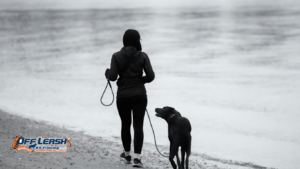 How to Teach Your Dog to Stay Calm When You Stop Walking