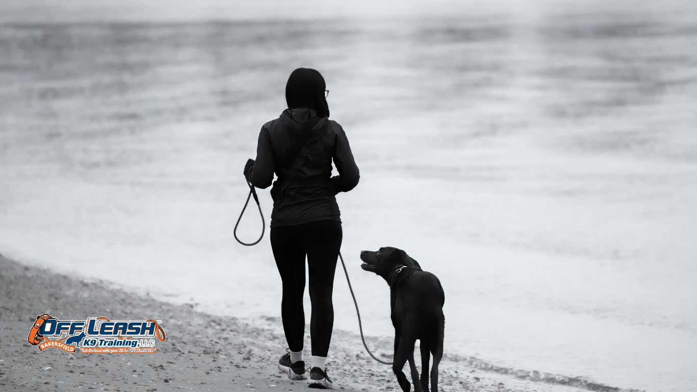 How to Teach Your Dog to Stay Calm When You Stop Walking