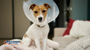 Why Dogs Struggle to Settle After Visitors Leave