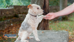How to Teach Your Dog to Respond to Gentle Guidance