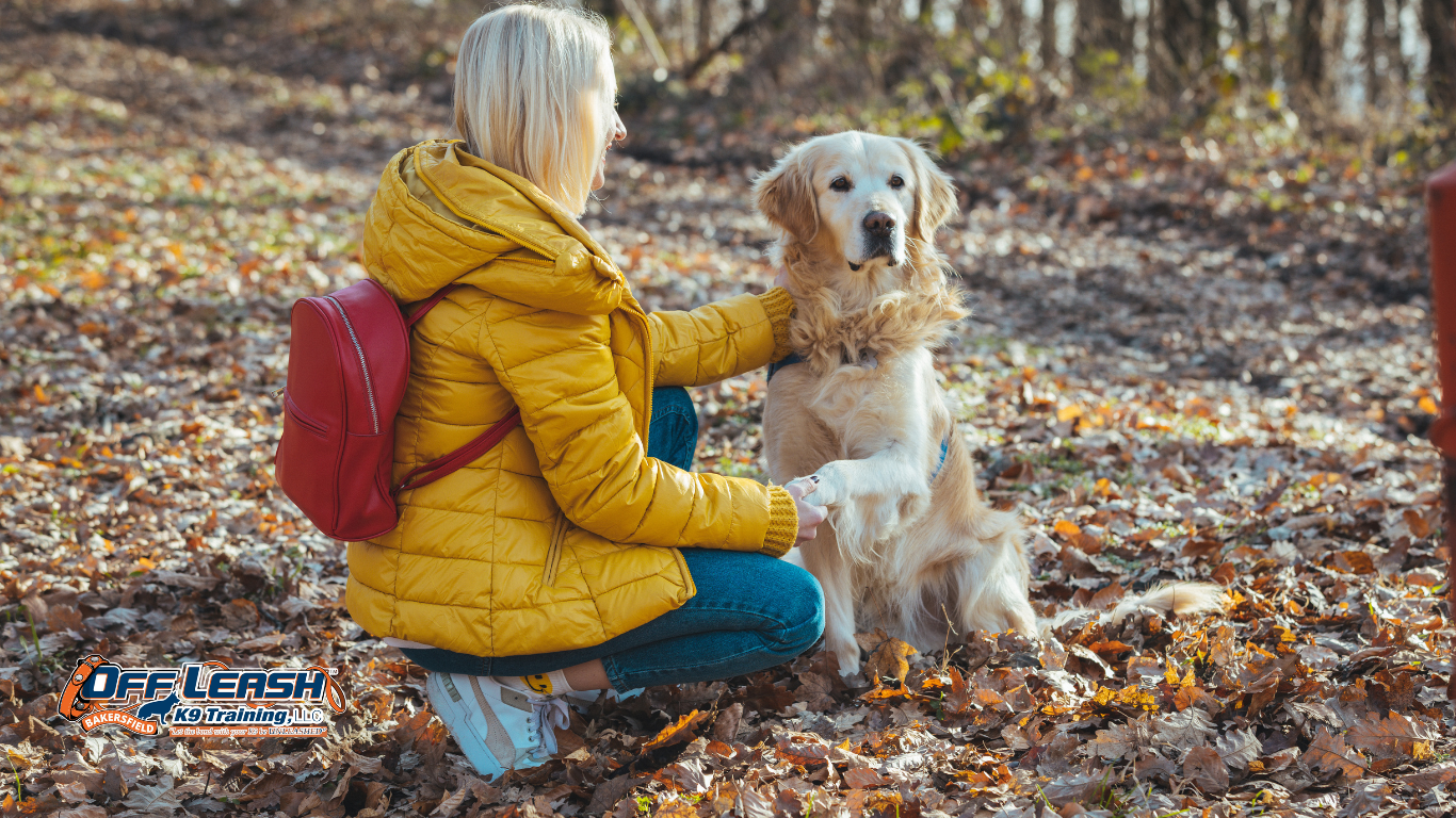 How to Teach Your Dog to Respond to Gentle Guidance