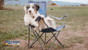 Why Dogs Become Pushy When They Want Attention
