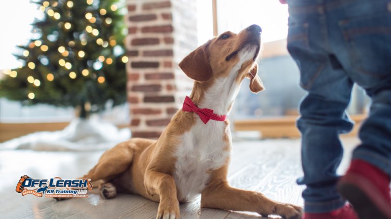 Why Dogs Become Pushy When They Want Attention