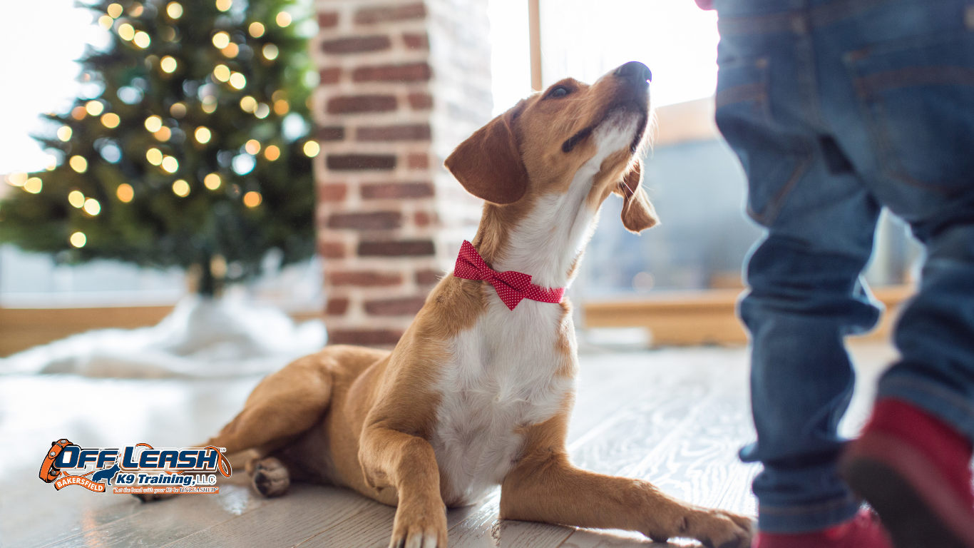 Why Dogs Become Pushy When They Want Attention