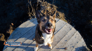 How to Train Your Dog to Walk Away From a Greeting Politely