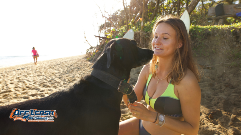 How to Train Your Dog to Walk Away From a Greeting Politely