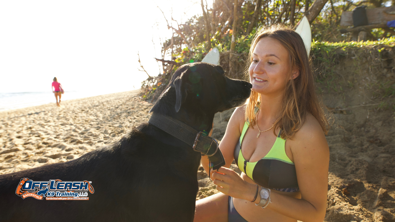 How to Train Your Dog to Walk Away From a Greeting Politely