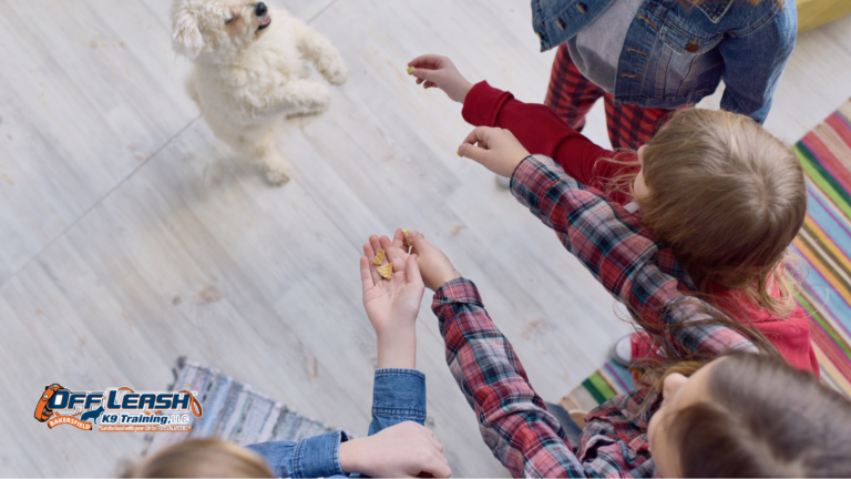 How to Teach Your Dog to Follow a Routine Without Becoming Overexcited